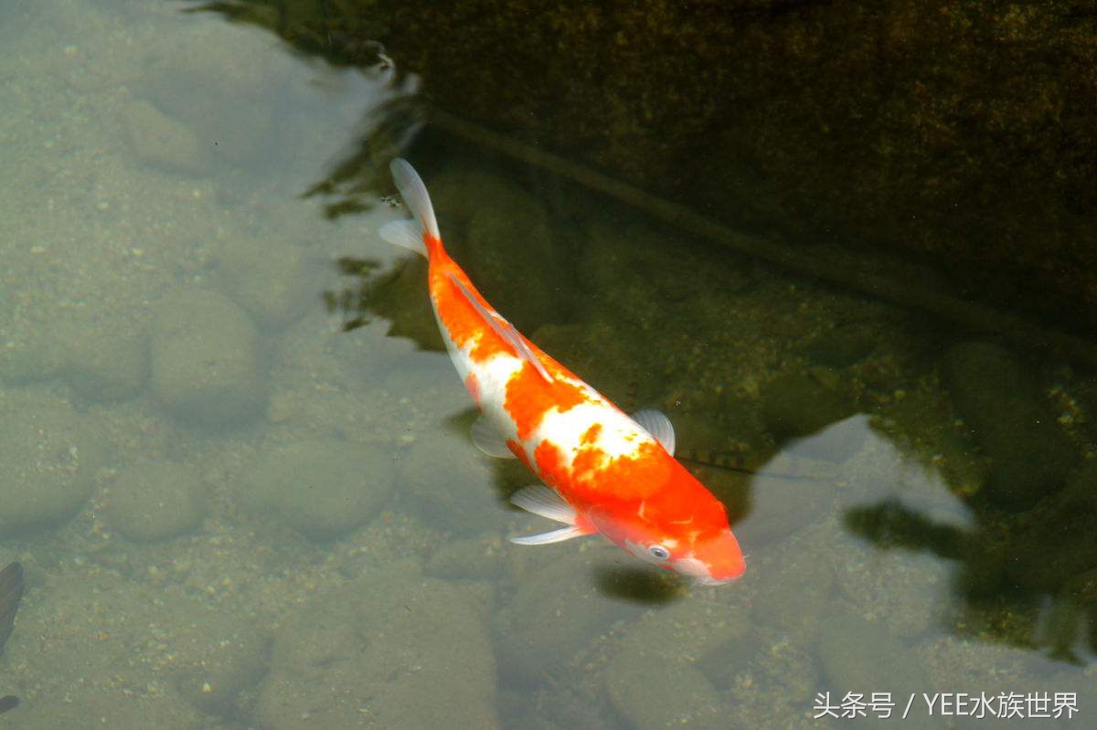 鱼缸里也有“黄金屋”,说不定哪天你会培育出稀有品种!