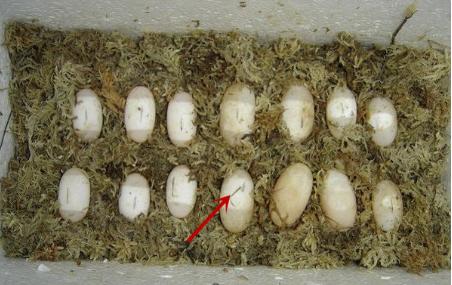 乌龟蛋能直接孵出小乌龟吗,乌龟蛋怎样才能孵出小乌龟