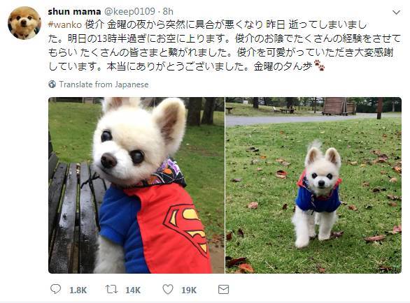 日本网红俊介犬,日本网红柴犬俊介