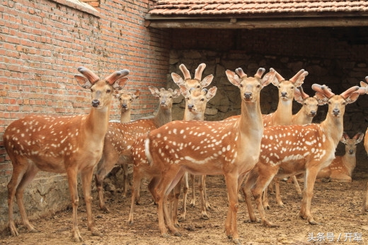 梅花鹿饲养注意事项,梅花鹿饲养管理注意事项