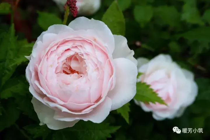 什么？你说欧月中还有日本月季？