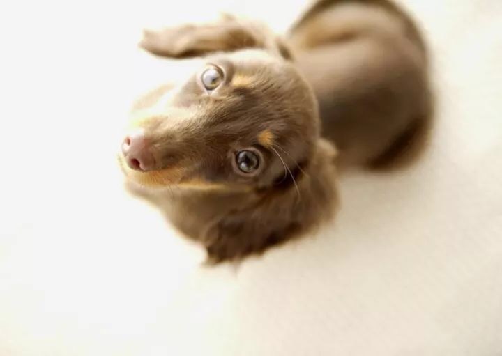 狗狗急救手册,猫狗咬电线触电