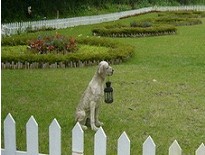 最奢华的宠物,带你看看宠物的奢侈生活