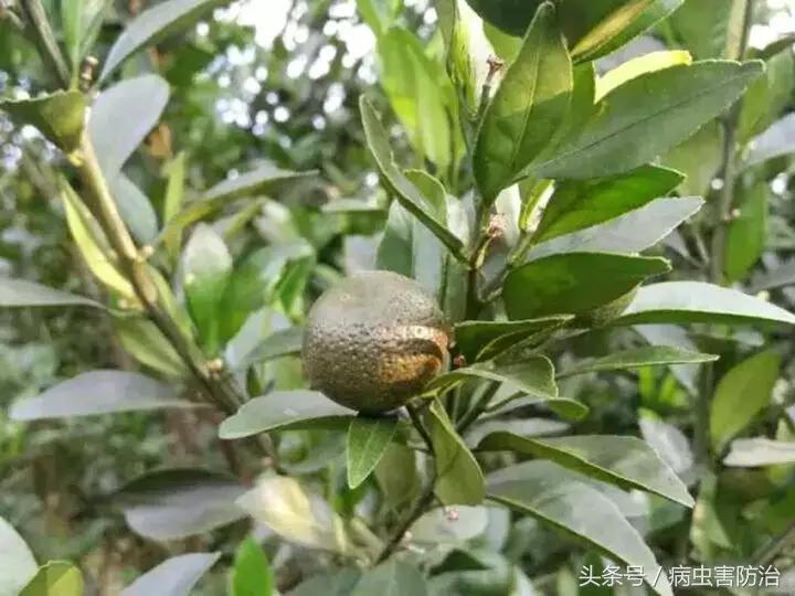 锈皮果味酸、皮厚，不能食用！防好锈壁虱是件大事