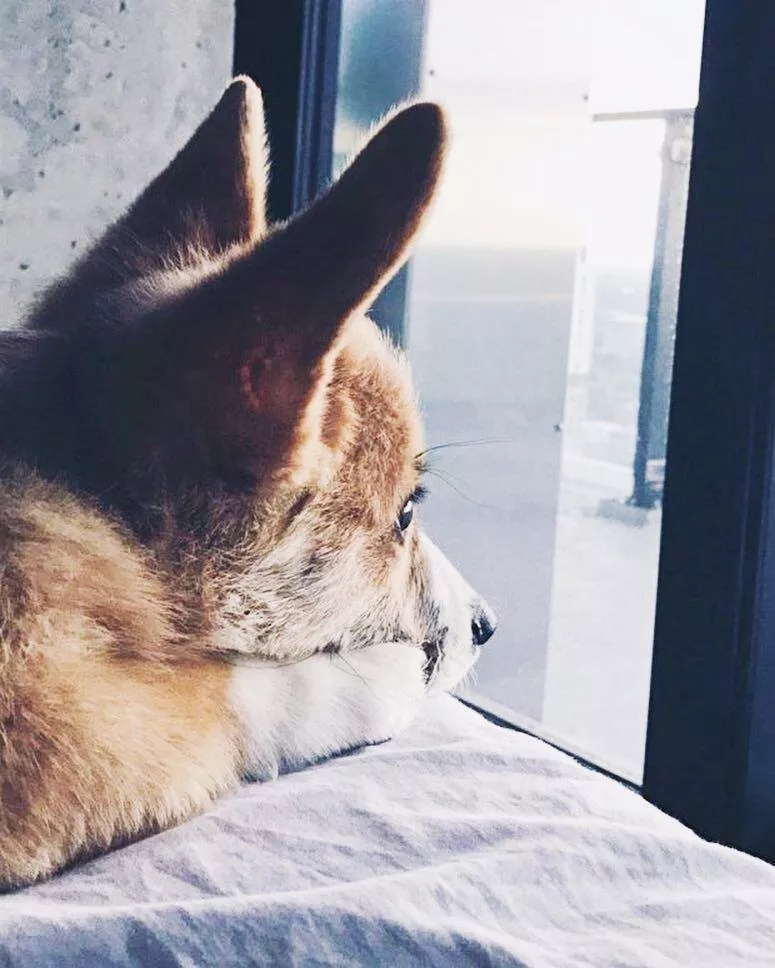 短腿美图,高清小短腿美图