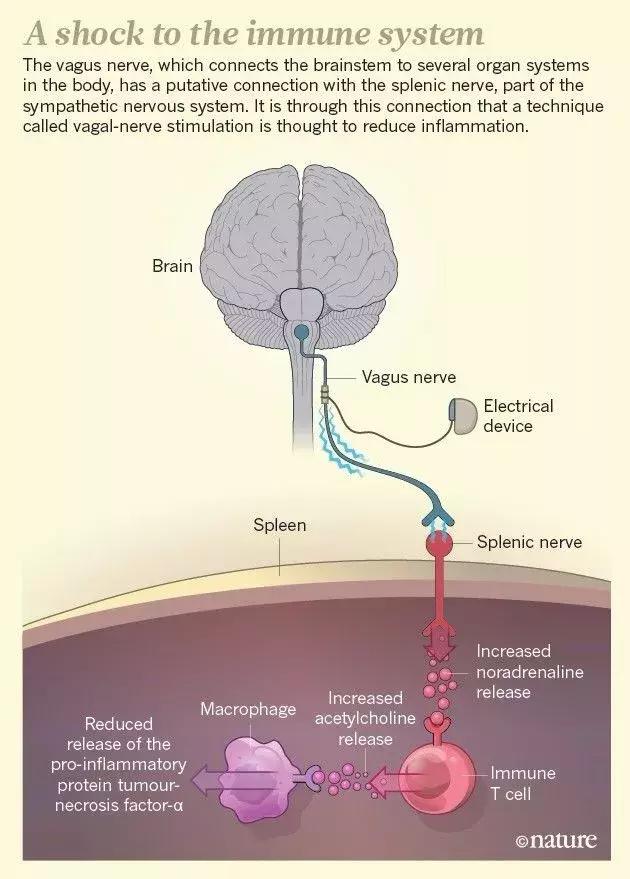 迷走神经电刺激疗法的作用是,迷走神经刺激术治疗副作用