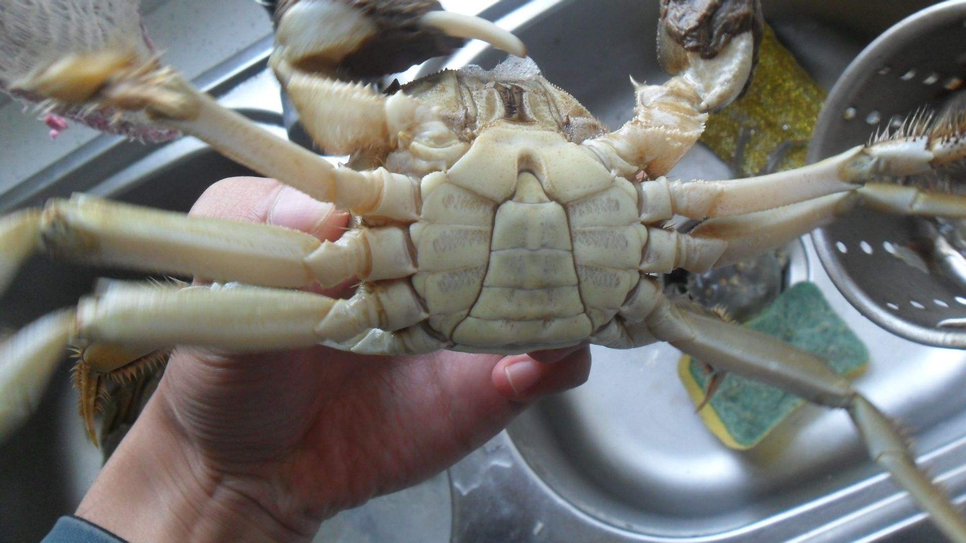 大闸蟹要用什么东西绑比较好,大闸蟹的正确绑法