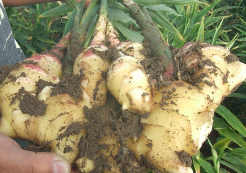 教会你如何采收生姜,生姜在采收的过程中应该注意什么