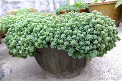 景天科1000种多肉植物图鉴,常见的景天科多肉植物的名称