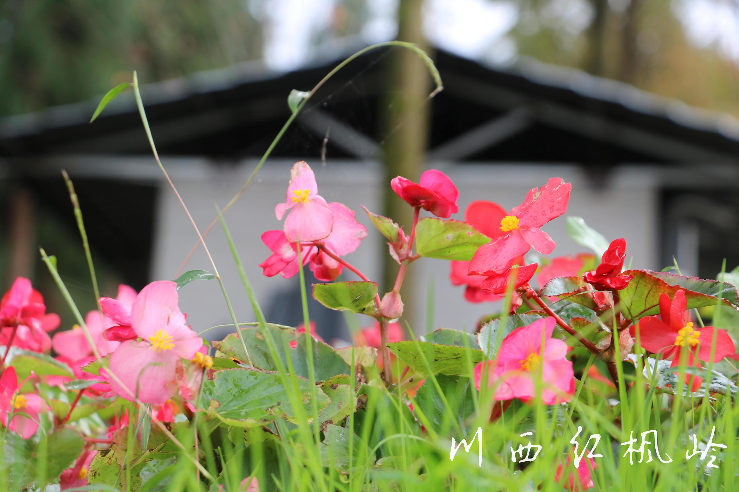 德阳红枫岭旅游,德阳市什邡市红枫岭景区