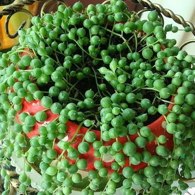 夏天也可以放心入手的多肉,夏天容易出状态的多肉