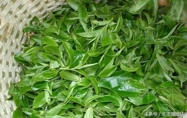 喝茶能降血糖吗可以降血脂吗,喝茶能降血压么