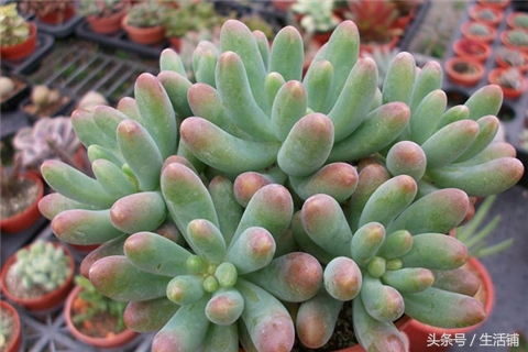 景天科1000种多肉植物图鉴,常见的景天科多肉植物的名称