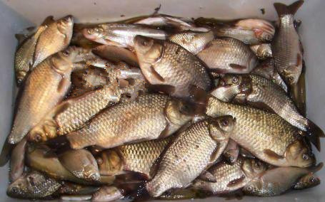 钓鱼养蚯蚓用什么箱子最好,泡沫箱养蚯蚓钓鱼最佳方法