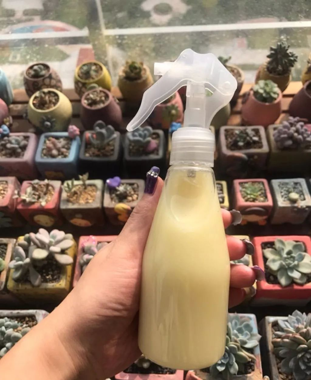 多肉煤烟病可以用吡唑醚菌酯治吗,咪鲜胺对多肉煤烟病有用吗