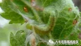 猕猴桃常见虫害图,猕猴桃各种虫害图谱