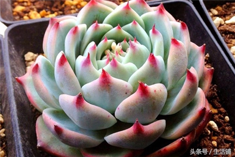 景天科1000种多肉植物图鉴,常见的景天科多肉植物的名称