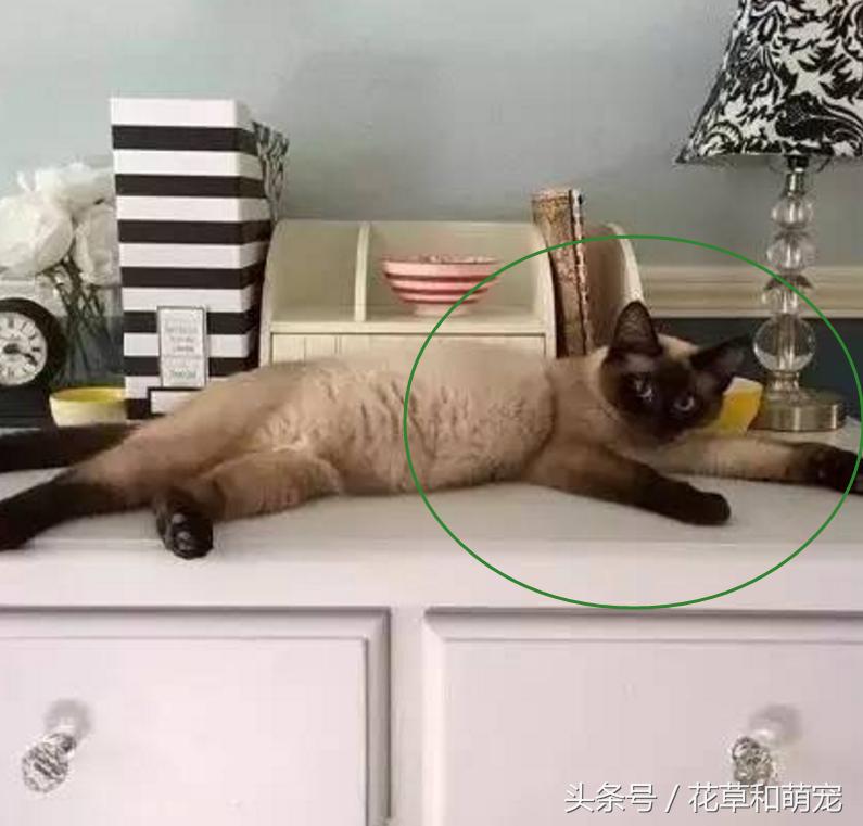 猫妈妈突然生了小猫,猫妈妈的母爱