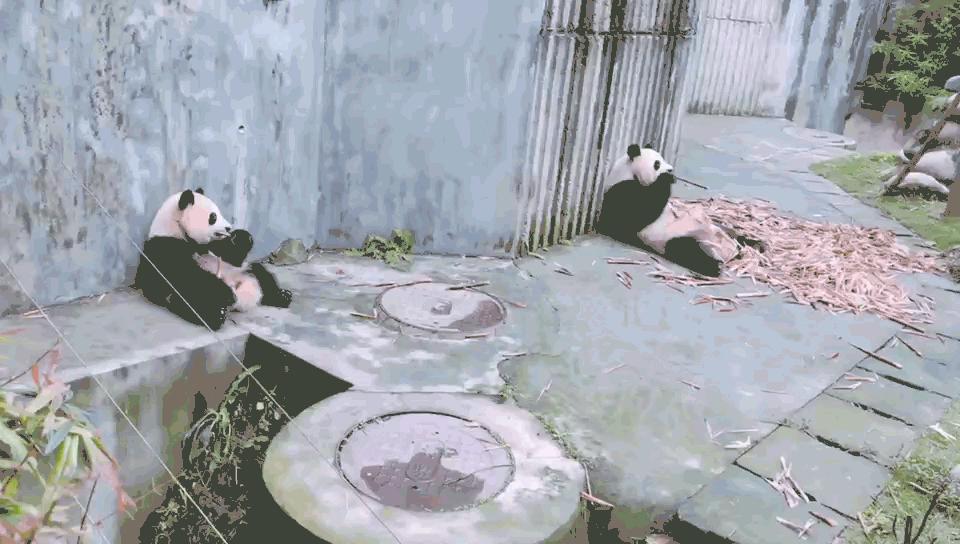 成都生活体验感受,一个人在成都生活视频