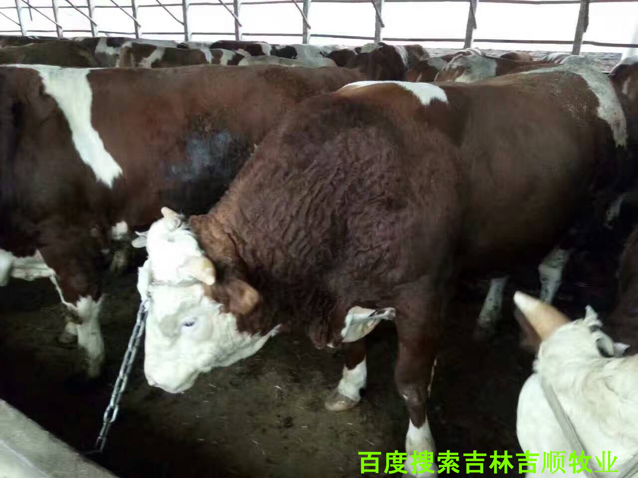 肉牛养殖过程中的疫病防控,肉牛常见病特征与防控知识集