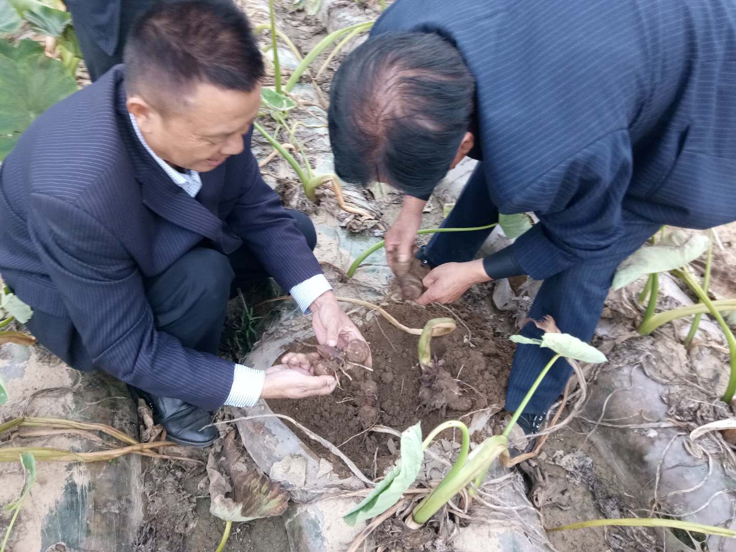 乡镇脱贫攻坚和乡村振兴工作谋划,河南省脱贫攻坚乡村振兴