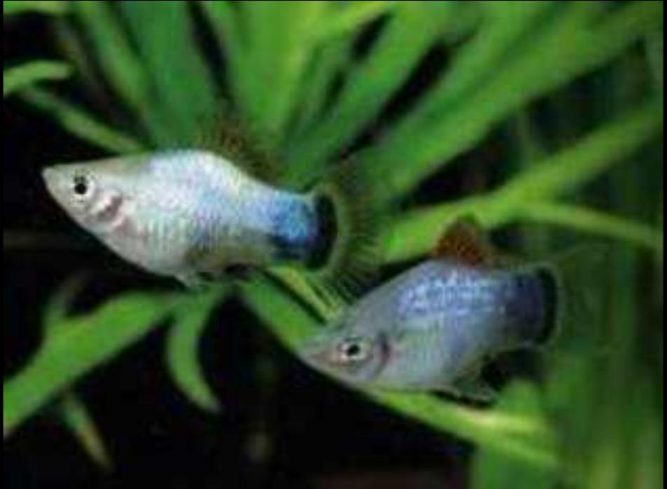 观赏鱼月光美人,热带发财鱼观赏鱼