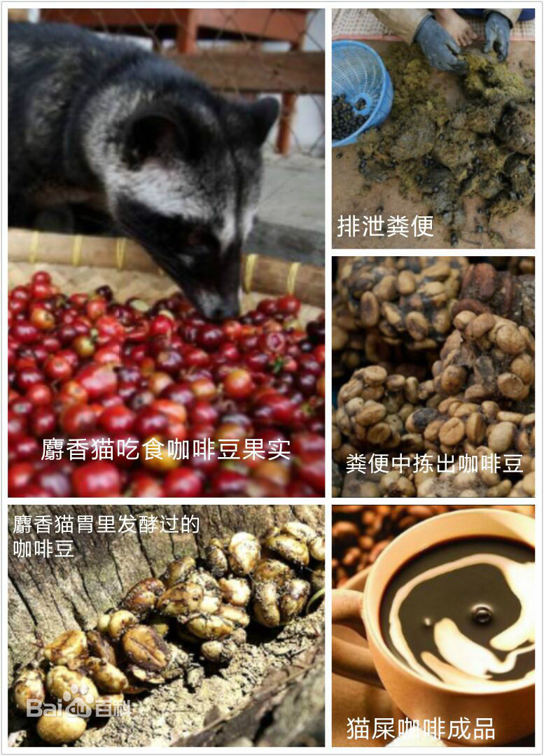 偶滴神啊印度完整,猫屎咖啡怎么来的呀