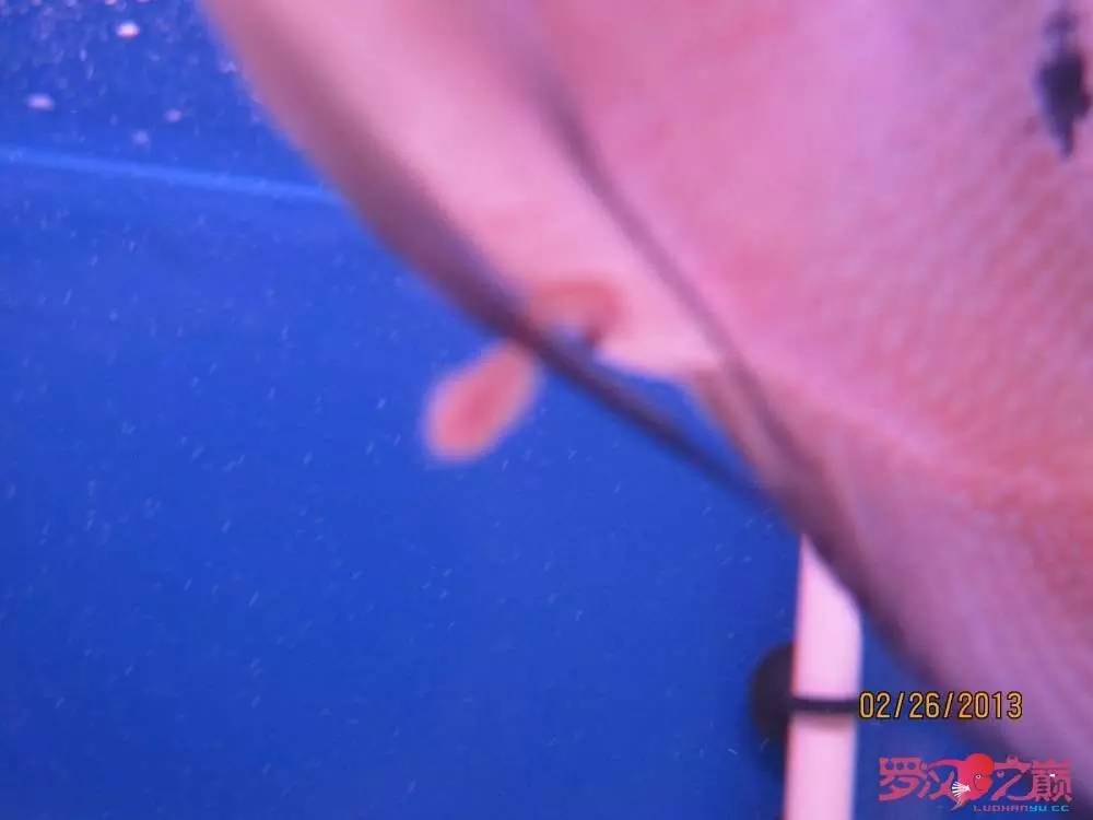 慢性肠炎怎么治疗好能彻底去根,猫胃肠炎的症状判断及治疗方法