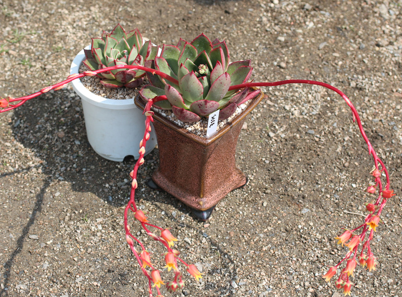 罗西玛种类,罗西玛多肉杂交品种