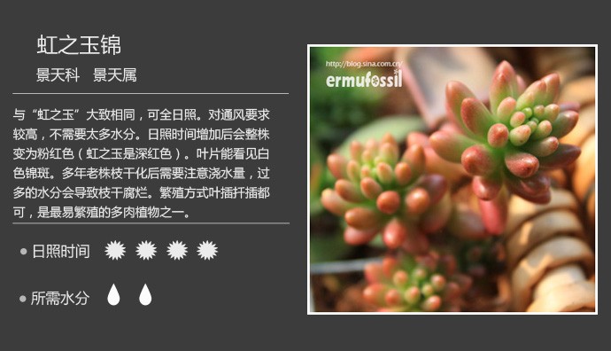 史上最全的多肉植物名字对照图，终于找齐了！