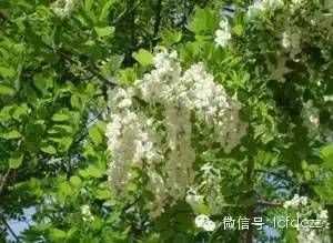 春季野菜采摘图解高清图片,春季野菜多种做法