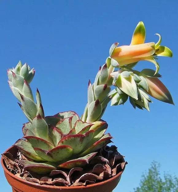 罗西玛种类,罗西玛多肉杂交品种