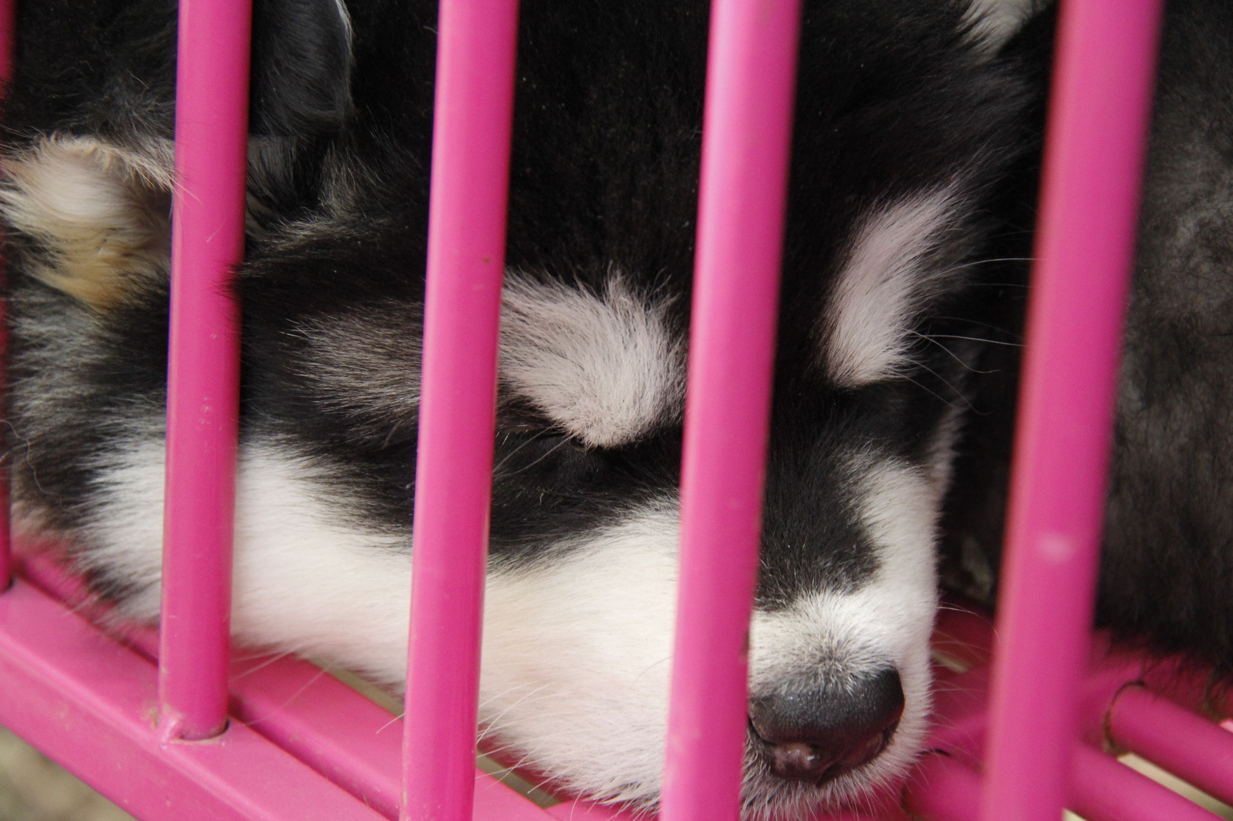 simon说狗：京北唯一纯种犬狗狗集市开业见闻