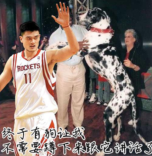 世界上体型最小的十只狗,世界上体重最小的狗狗