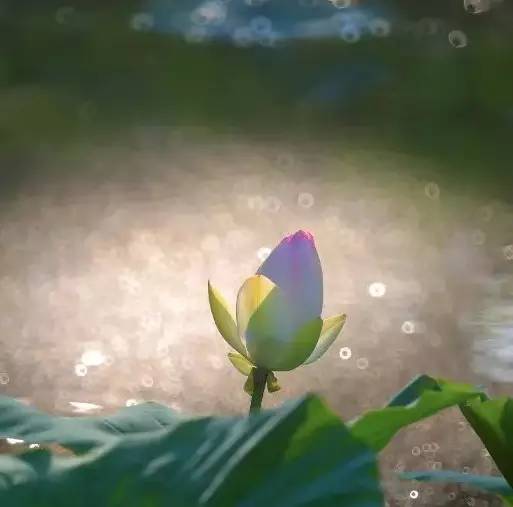 荷花依然淡淡香,走过四季荷花依然香下一句