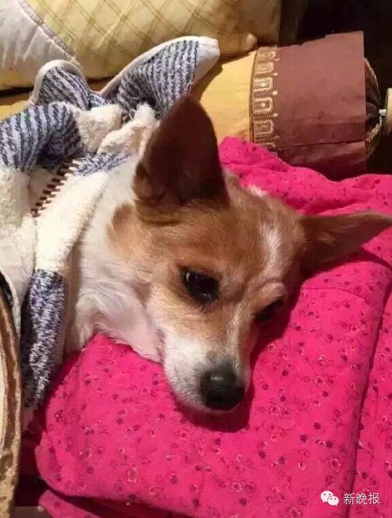 华山路帝景小区走丢一只小狗，主人悬赏10万全城寻狗｜陪伴9年是妈妈感情寄托