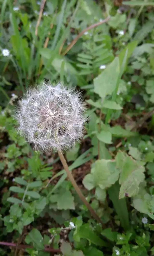 福利春季晒花大赛开始投票啦，价值万元好礼等你来拿！（后附石象湖门票中奖名单）
