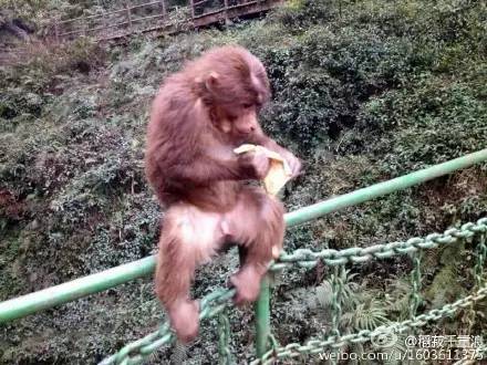 成都附近动物城,成都周边动物乐园