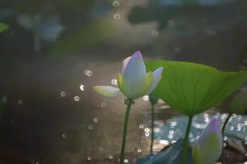 荷花依然淡淡香,走过四季荷花依然香下一句