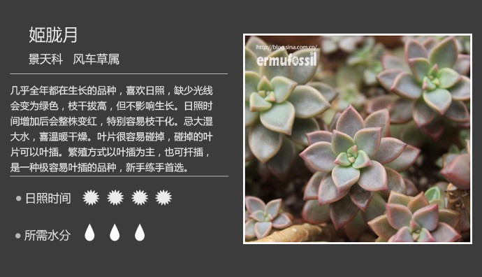 史上最全的多肉植物名字对照图，终于找齐了！