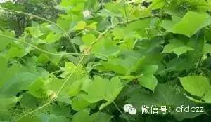 春季野菜采摘图解高清图片,春季野菜多种做法