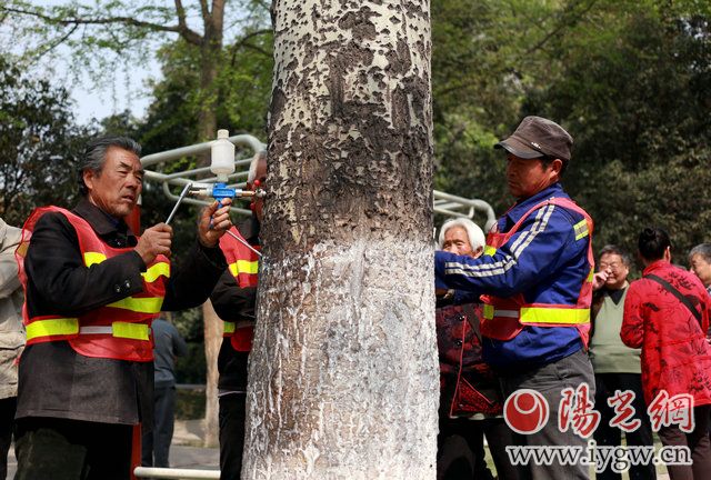 给柳树杨树打针,给杨树打避孕针