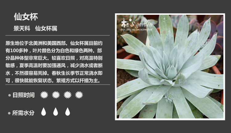 史上最全的多肉植物名字对照图，终于找齐了！