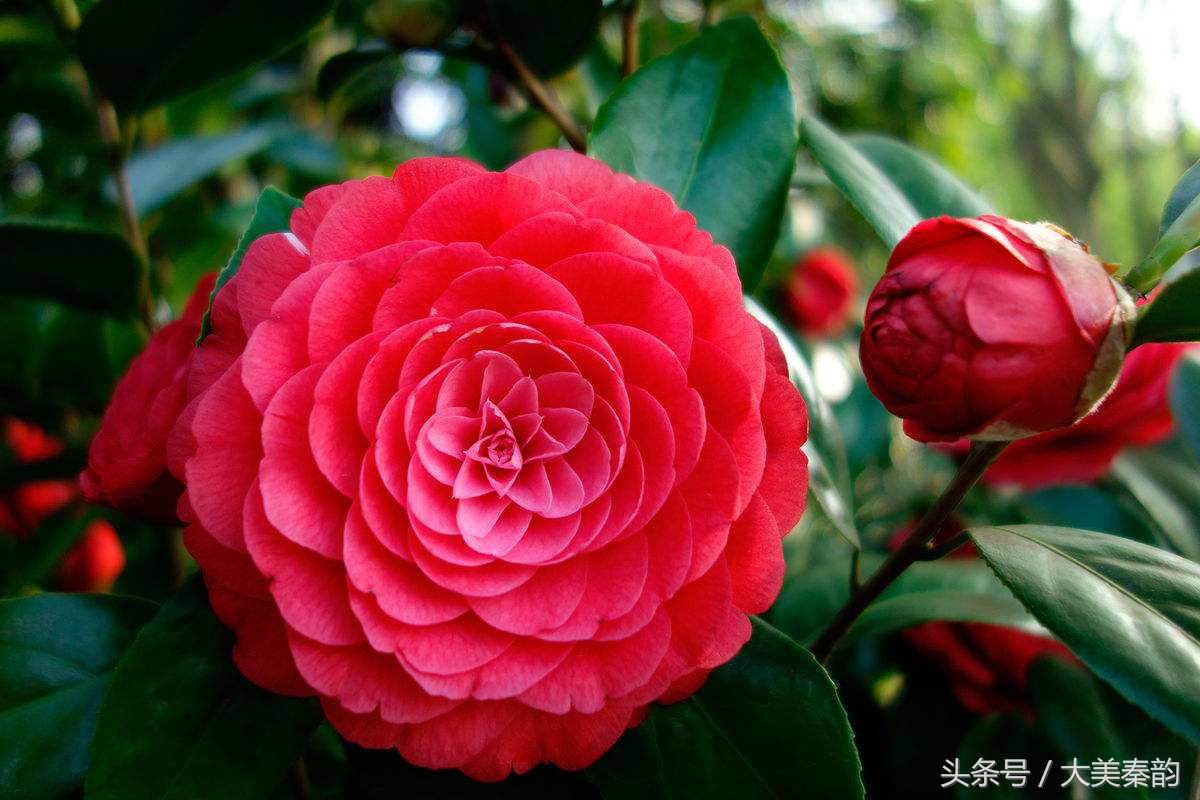 全国各地市花大全,各地市花是什么花