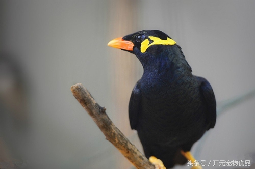 鹩哥鸟爱生病吗,鹩哥生病了怎么办