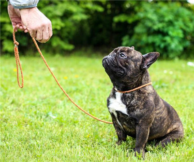 法国斗牛犬多少一只,法国斗牛犬要剪毛吗
