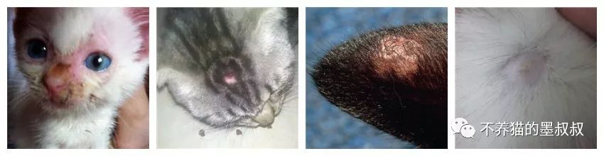 墨叔养猫怎么养,墨叔叔的新手养猫实用指南准备篇