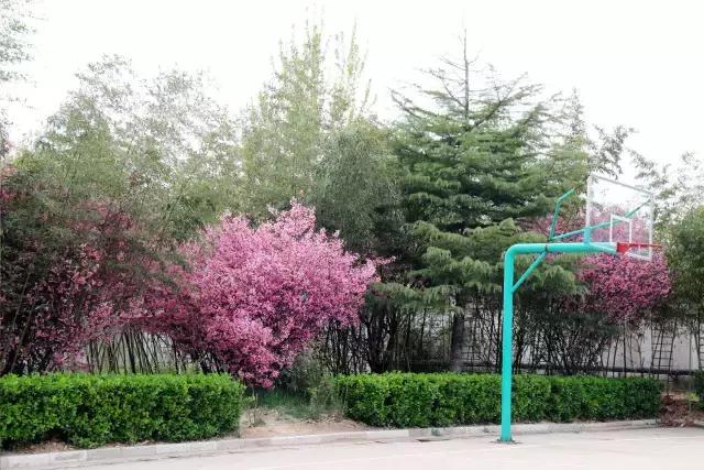 相约一起赏樱花,相约樱花园美景图片