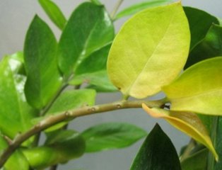 盆栽栀子花叶子变黄怎么办,盆栽石榴叶子变黄什么原因