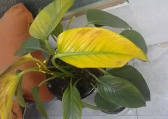 盆栽栀子花叶子变黄怎么办,盆栽石榴叶子变黄什么原因